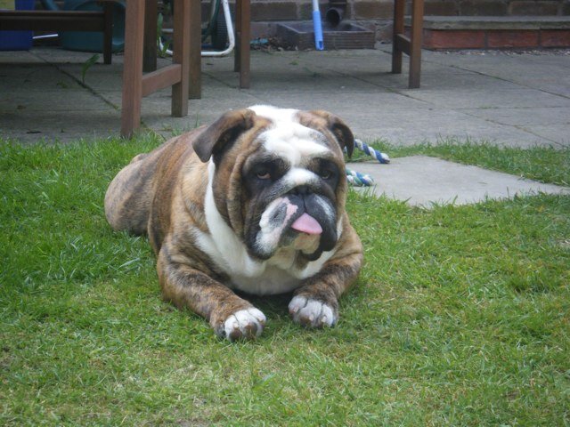 wonka44's profile picture. follower of all things Alfreton- cricket and football.