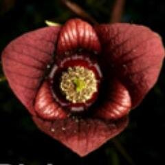 Images of live plants, animals, and ecoregions