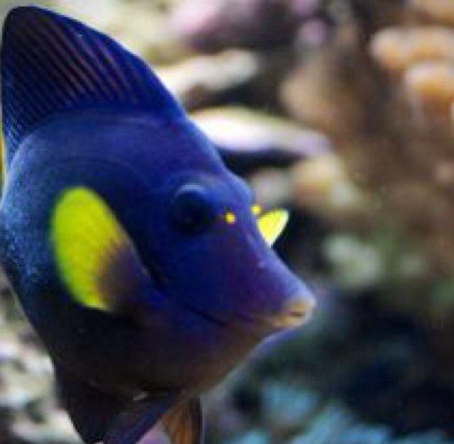 For all your reef discussions, trivia, advertising, and much more!