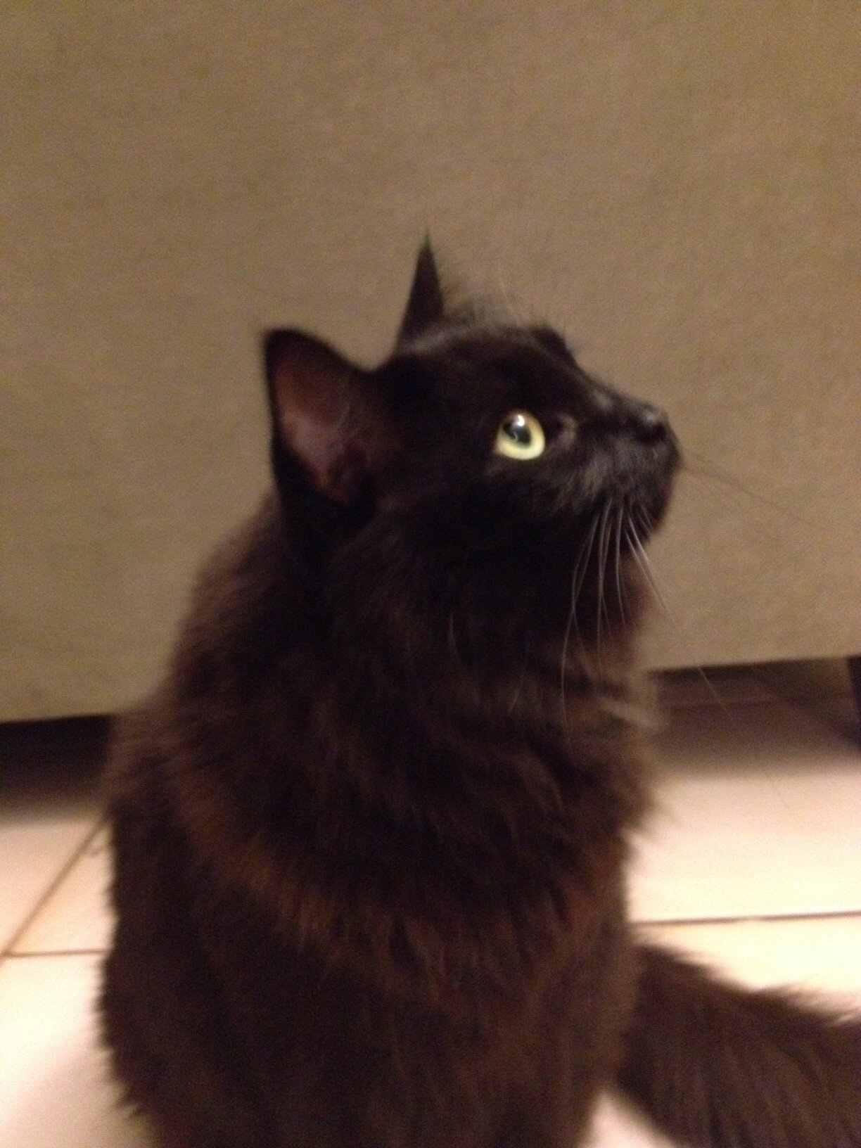 I love treats, naps, and a good rub. I'll meow whenever and wherever I feel like