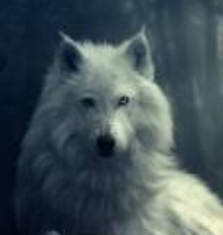 as you can tell i LOVE wolves