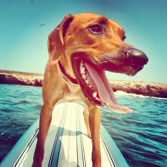 andrearaiz's profile picture. 