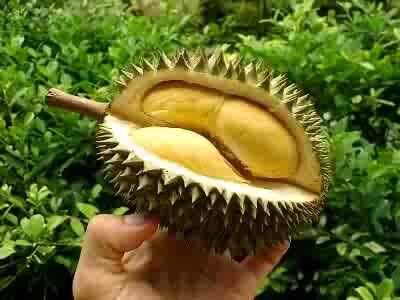 I Love Durian :)