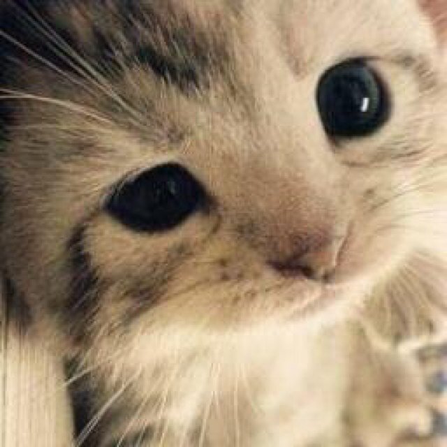 半手動bot。リプには反応します。主にTwitter懸賞、ダイエット、便秘、健康などが気になる。普段の食べ物のカロリーなど呟きます。お得な情報を集めます。相互フォロー歓迎。必ずフォロー返します