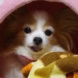 歌とダンスとイケメンとお犬様(故)をこよなく愛する大人になり切れないアラフォー♀◆最近の趣味はフィットネス(筋トレは嫌い)◆推し(同担OK)：ツキウタ。始／あんスタ 英智／松田岳さん◆取引：ゆうちょ／現場手渡し／郵送(お手紙同封なし)◆FF外のDM解放不可