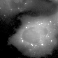 Sybil Wong (@sybilckw) 's Twitter Profile