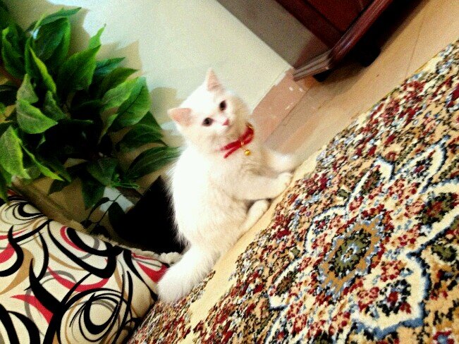 sosm11221666's profile picture. 