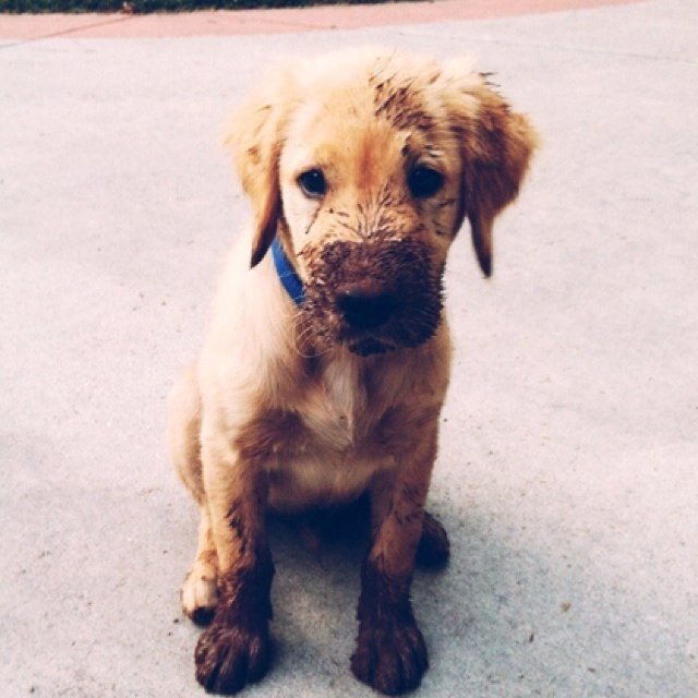 Just a lonely male puppy searching for love... (RP, Any Fandom)