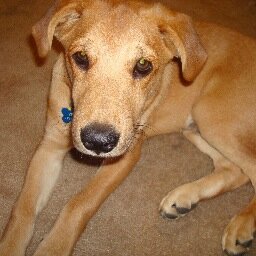 2 year old Lab-Chow Mix that loves his humans, food and learning new words