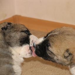 Cristina_Dolghi's profile picture. 