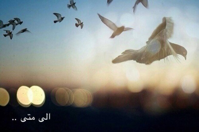 ahmedalnagi's profile picture. 