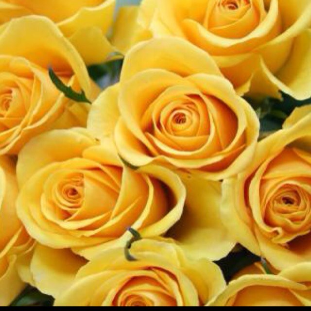 黄色い花束 Yellowhatn Twitter 黄色い花束 Yellowhatn Twitter