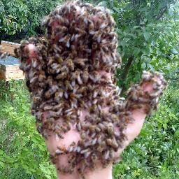 BeeFarmUa's profile picture. BeeFarmUa - Свежий взгляд на пчеловодство.