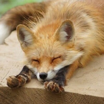 キツネ画像bot Foxgazou Bot Twitter