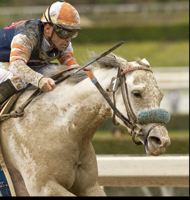 Official twitter account of the White Witch of thoroughbred racing. G1 Stakes winner. Owned by Bridlewood Farms.