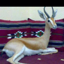 الاديب (@0599442221) Twitter