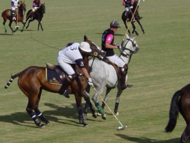 #Polo #Horses #Freedom #Will #Effort #EndlessLove