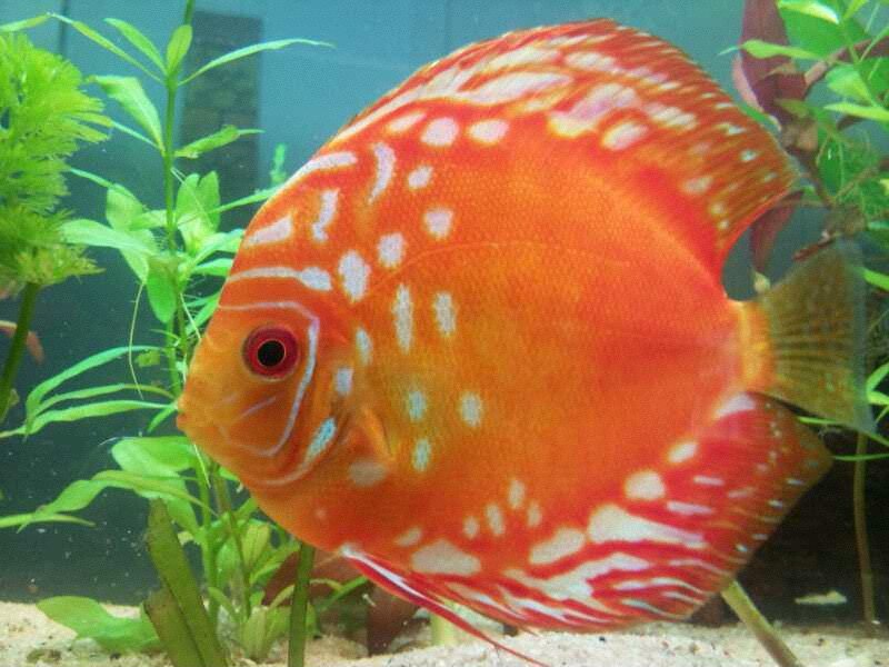 melaricordo's profile picture. 