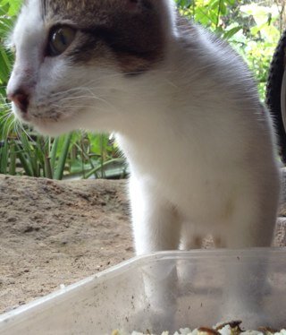 meow :3
