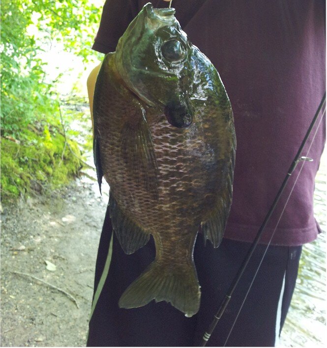 fishinghappens's profile picture. When you get the best gear and equipment, fishing happens!