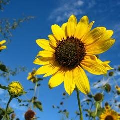 Girasol_dorado's profile picture. Soy María, actriz, amante de la astrología.