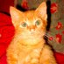 HomerTheCat (@ewsien) Twitter profile photo