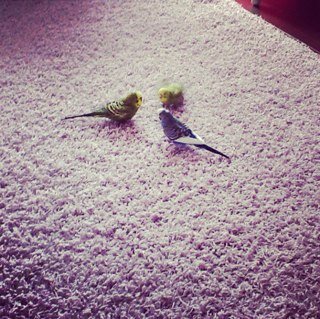 gigisalem98's profile picture. I am gigi i have now 4 little trouble makers and this account is going to show you all the adventures they have and i always follow back