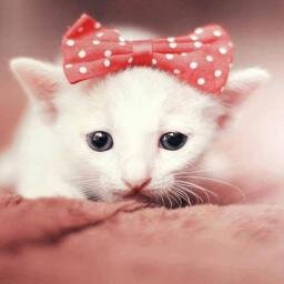 Karenn__Smile's profile picture. Soy una chaboncita