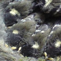 A virtual Group supporting ringing in your historic County for @__COO. Conserving species and their habitat through scientific study.