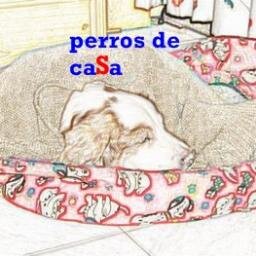 nayrperrodecasa's profile picture. 