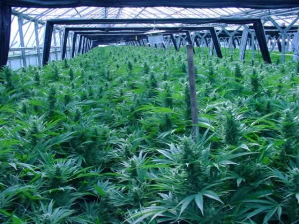 GreenHappyBuds's profile picture. Legalize Weed S.A #NewWorldOrder #LegalizeToday #StayHigh #HappyTweets