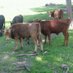 Grandma's Dexter Cattle (@grandmasdexters) Twitter profile photo Grandma's Dexter Cattle (@grandmasdexters) Twitter profile photo