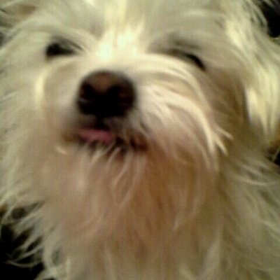 Profile Picture of Stephanie Mondragon (@moonkeezoey) on Twitter
