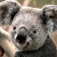 nn (@fenaadev) 's Twitter Profile