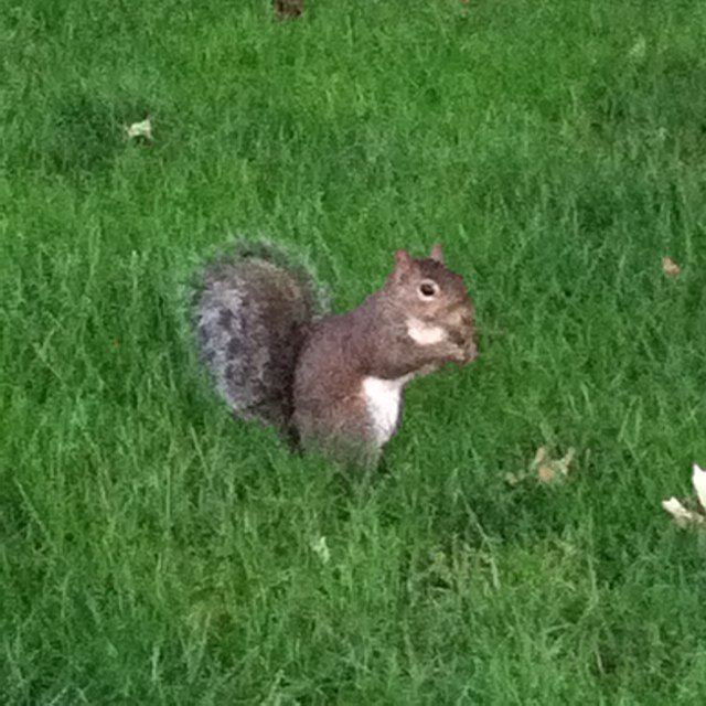 The official Twitter account for the squirrel community at The Ohio State University.