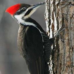 Follow us as we better our understanding of Woodpecker habits in the Morgan Arboretum