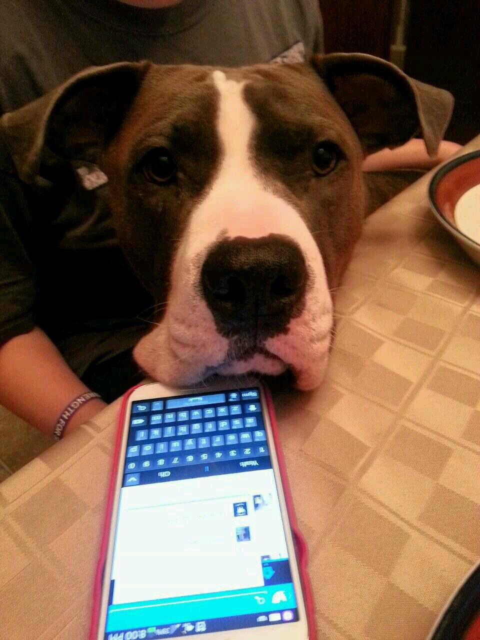 helping to change negative attitudes about pit bulls!