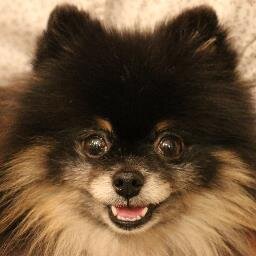 Lovely Pom's Owner, lives in Japan.ブラックタンのポメラニアンのチェルナ（#pmr48　№41）です。自然に囲まれて生活しています。日常・風景・お花などの写真もアップしています。最近ブログはじめました。よろしくお願いします。