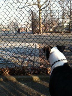 ree_dogs's profile picture. 