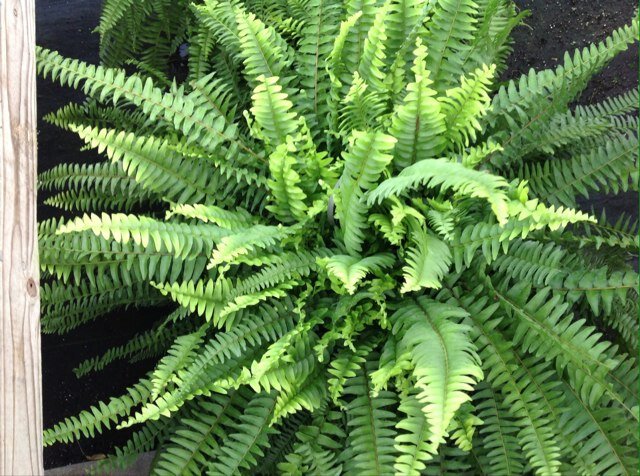 Own and operate Stumpe Backyard Nursery. We are a wholesale and retail garden center. Fruit trees, berry bushes, vegetable and bedding plants.