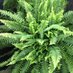 Pam Stumpe (@stumpenursery) Twitter profile photo Pam Stumpe (@stumpenursery) Twitter profile photo