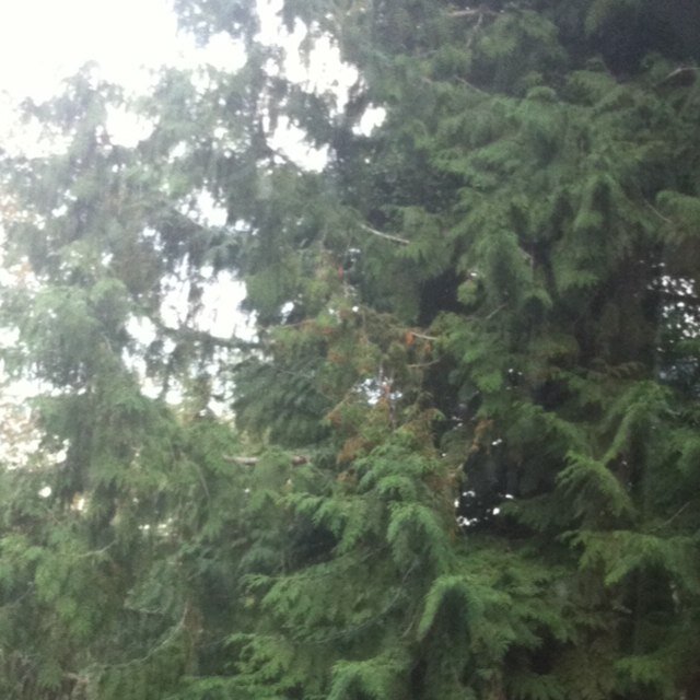 treebark11's profile picture. 