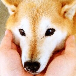 BankstownVet's profile picture. Your friendly local Vet since 1948