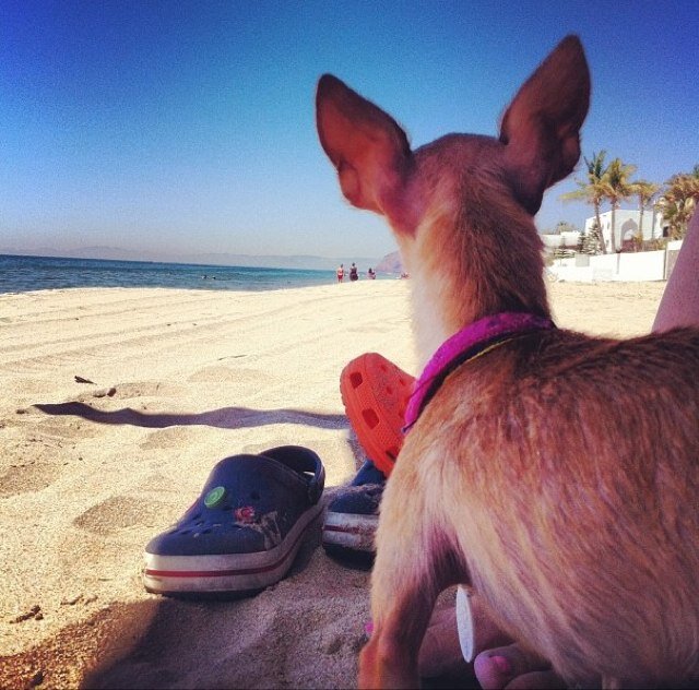 Chihuahua.