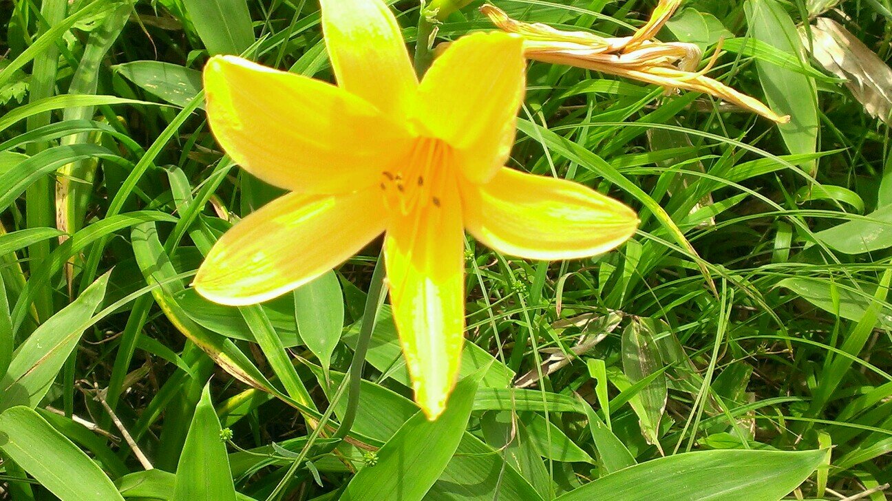 kiriai08's profile picture. 江戸川大学『霧ヶ峰愛好会』公式アカウントです。霧ヶ峰自然保護指導員は学生で組織された団体です。諏訪市から委託を受け、夏を中心に霧ヶ峰で活躍しています。 現在、千葉大学・信州大学・実践女子大学・東邦大学・江戸川大学の学生が活動に参加。日常・説明会の日程など随時更新中。お気軽にフォローして下さい。