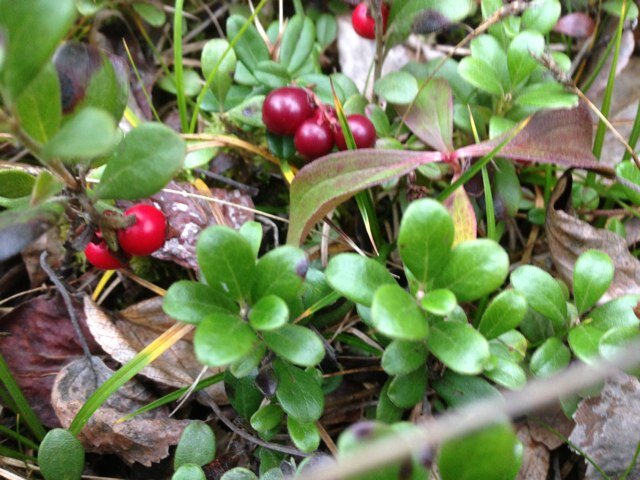 RSchlumbohm's profile picture. wife and mother. teacher in the winter, flower farmer @slimtreefarm in the summer!
