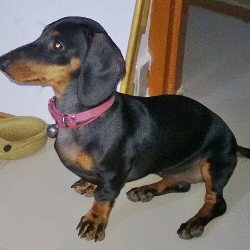 Naughty ...hyper...playfull...Dachshund