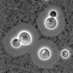 NVMy (@nethmedmycolsoc) Twitter profile photo NVMy (@nethmedmycolsoc) Twitter profile photo