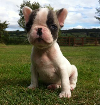 BearFrenchie's profile picture. I am a French Bulldog puppy, i'm deaf but still very awesome! born 14th July 2013. Follow me for updates on my crazy puppy shennanigans and my hectic life.