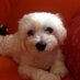 zuhalcicekci (@zuhalcicekci1) Twitter profile photo